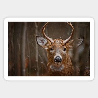 White-tailed Deer Sticker